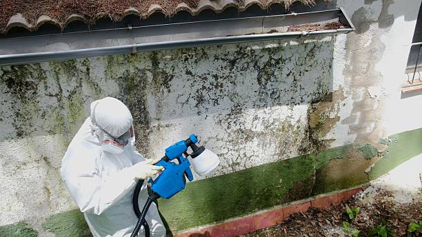 Trusted Attic Mold Removal service in Cresson, PA - Cheap Mold Removal